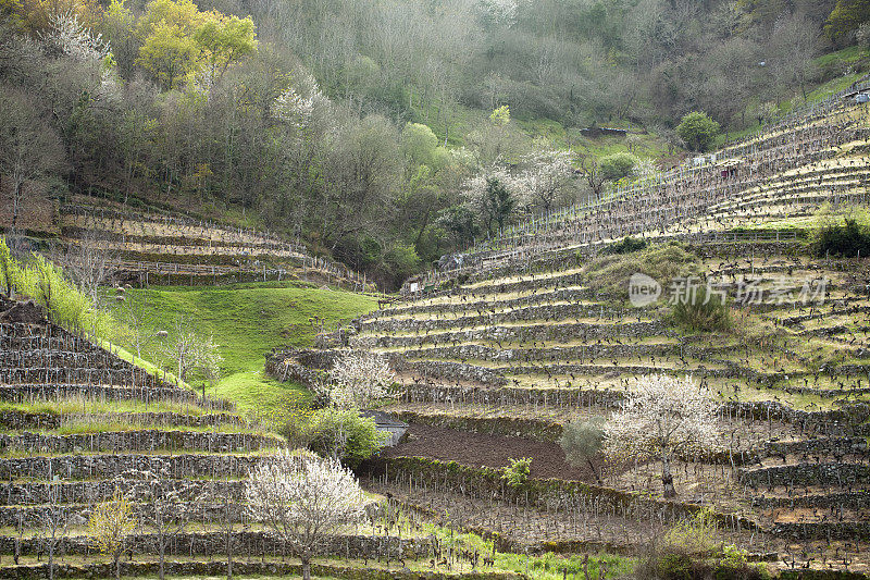 西班牙加利西亚的Ribeira sacra梯田式葡萄园。